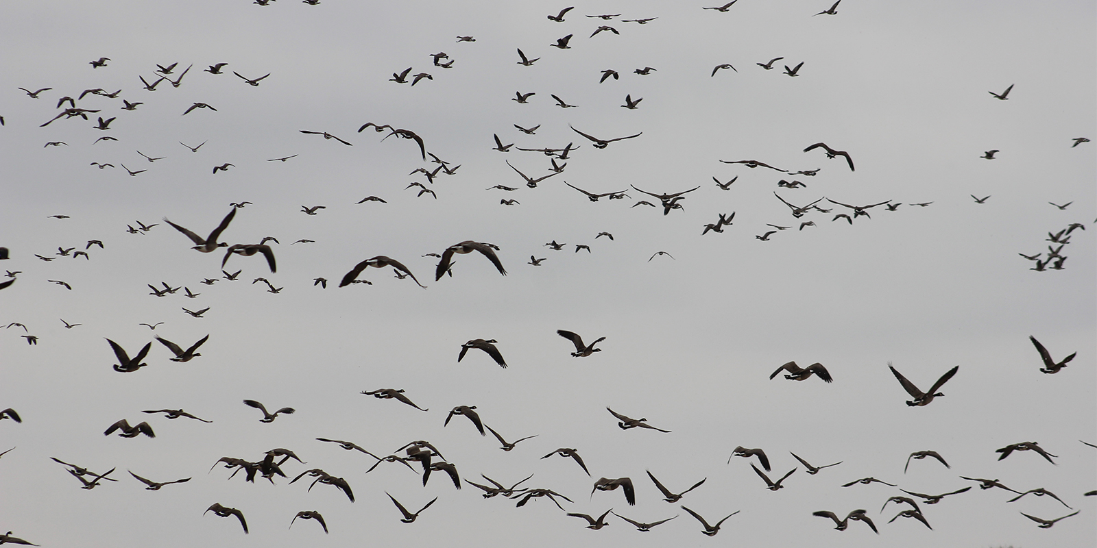 Canada Geese Flying Away